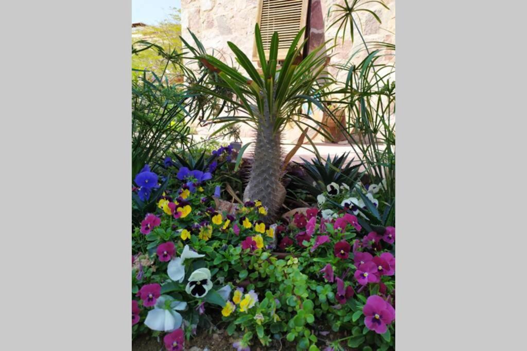 Stone - Patio אבן - פטיו * Eilat