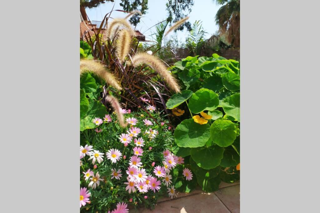 Apartment Stone - Patio אבן - פטיו